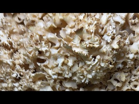 How to Clean and Cook A MASSIVE Cauliflower Mushroom (Sparassis Radicata)