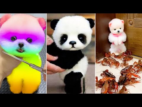 Cute Pomeranian Puppies Doing Funny Things #3 | Cute and Funny Dogs | PQ Tik Tok