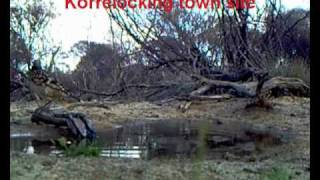preview picture of video 'Western Bowerbird at Korrelocking'