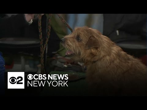 Dogs take over Javits Center at AKC Meet the Breeds 2026 - YouTube