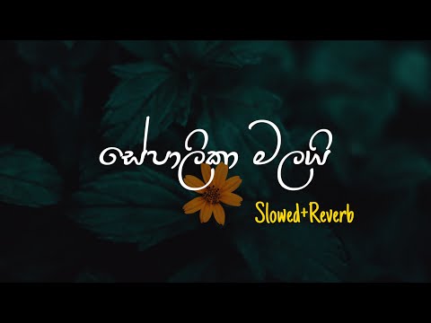 Sepalika Malai - සේපාලිකා මලයි (Slowed+Reverb)