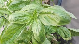 Lettuce leaf basil - grow, care & eat (For salads)