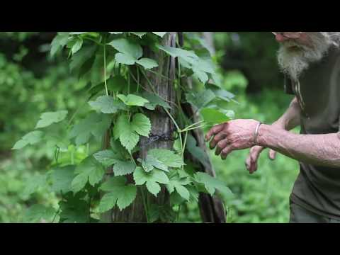 Hops (Humulus lupulus)