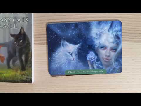 download lagu mp3 mp4 Oracle Cat, download lagu Oracle Cat gratis, unduh video klip Oracle Cat