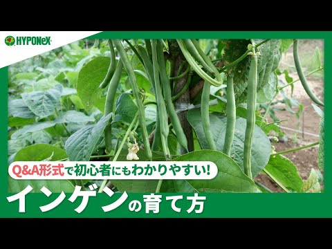 ブッシュインゲンの準備: どのようなオプションがありますか? ライフスタイル