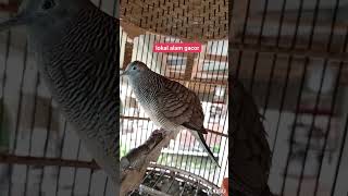 Download lagu Perkutut lokal gacor suara kecil memancing emosi lawan mp3