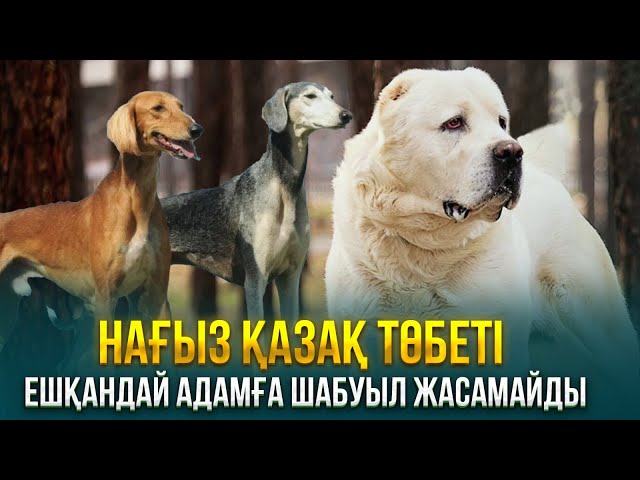 Нағыз қазақ төбеті ешқандай адамға шабуыл жасамайды