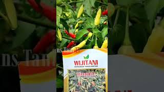 Download lagu GENERASI KALIBER CABE RAWIT ROKET mp3 Download lagu GENERASI KALIBER CABE RAWIT ROKET mp3