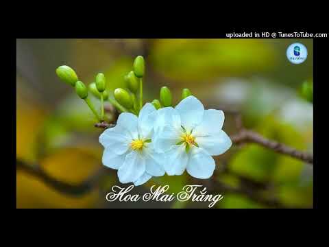 Hoa Mai Trắng