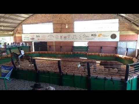 Mangueira  de pimenta do aipo