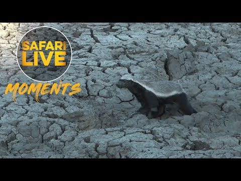 Honey Badger Does Seem to Care, About a Hippo At Least