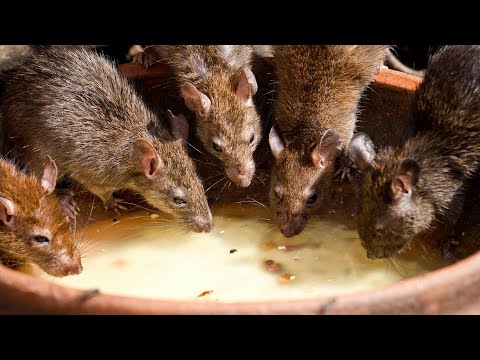 DIY Rat Trap Secrets to Kill Smart Freakin' Rats (and BIG Rats)!