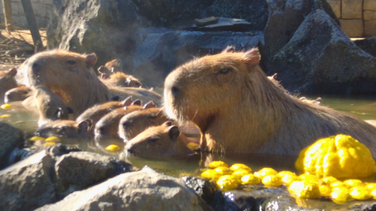Capybara Enjoy Hot Spring at Izu Shaboten Zoo