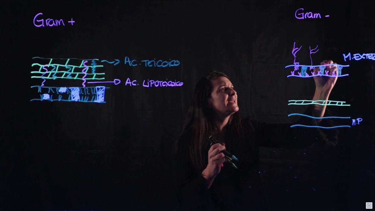 pared celular en gram positivas y gram negativas