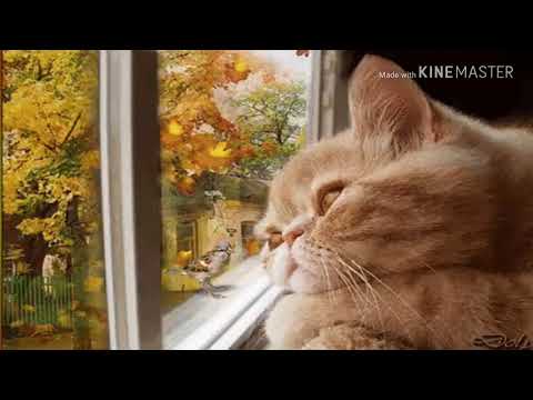 Mùa thu vào mộng - Lưu Hồng