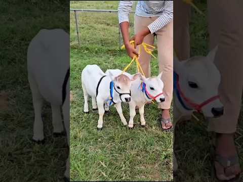 The smallest cow in the world! Gives 3 liters of milk a day! 😱🐄 #SmallestCow