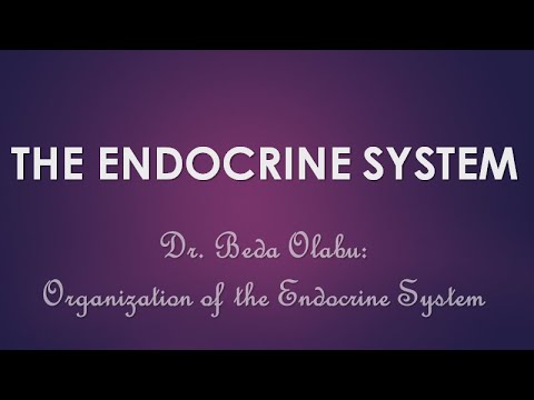 ENDOCRINE SYSTEM PART II - PINEAL, THYROID, PARATHYROID, ADRENAL GLANDS