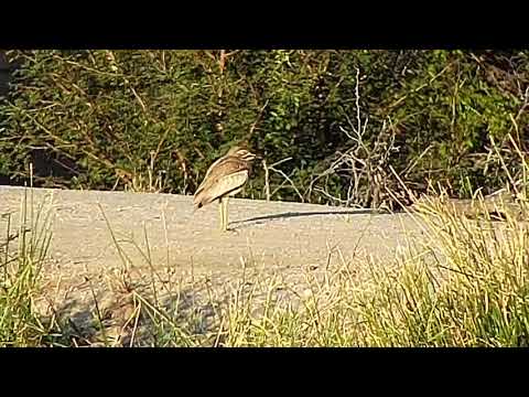 Djuma: Water Thick-knee on the dam wall - 16:39 - 07/16/20