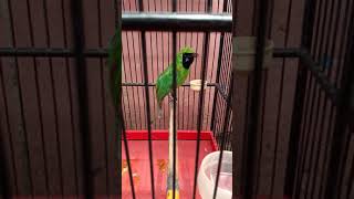 Download lagu ciri khas cucak ijo banyuwangi mp3