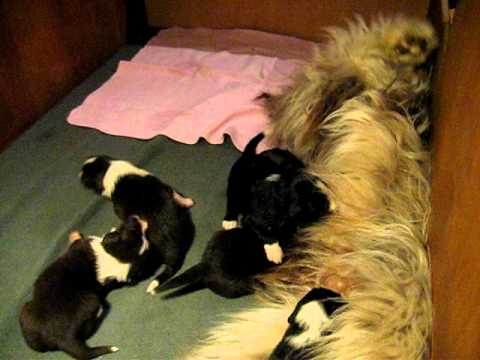 Unsere große Schwester Honey