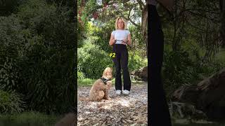 Download lagu Coffee in one hand, your pup by your side 🐕☕ Hands-free leashes make multitasking a breeze! mp3