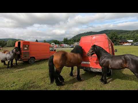 Caii lui Dorutu Rusu de la Voitinel