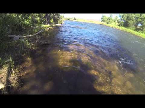 Jumping Brown Trout