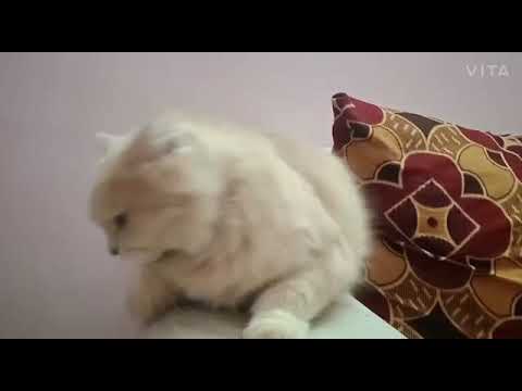 Cat's vs ghost | Cute cat's | Shaikh firdous