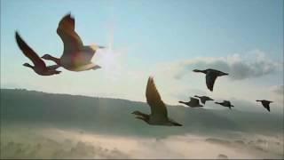 Michel Fugain et Le Big Bazar - Fais comme l&#39;oiseau (Antônio Carlos et Jocáfi - Voce abusou)