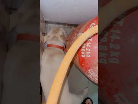 🤦‍♂️🤔What she is finding and eating hidely🤔😱 #trending #shortsfeed #funny #comedy