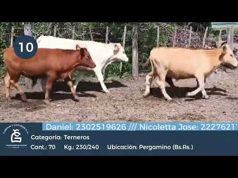 Lote Machos - Pergamino Bs As