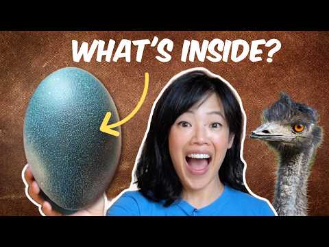 How to Cook An Emu Egg