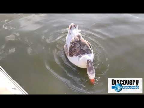 El Rosedal, Palermo - Bs As '22 (documental de patos 😎)