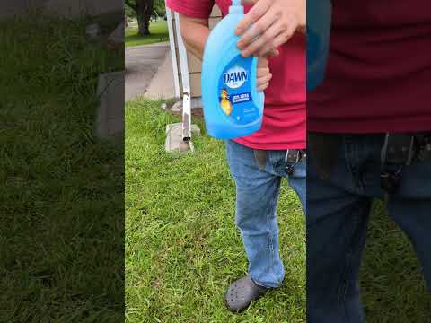 👍How To Get Rid Of Ground Nesting Bees👍