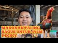 MENU MAKAN PALING BAGUS UNTUK JENIS 4Y4M P4KH0Y