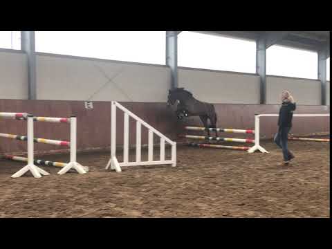 SPEEDY GONZALES 4j. brauner Wallach v. Simply the best FREISPRINGEN