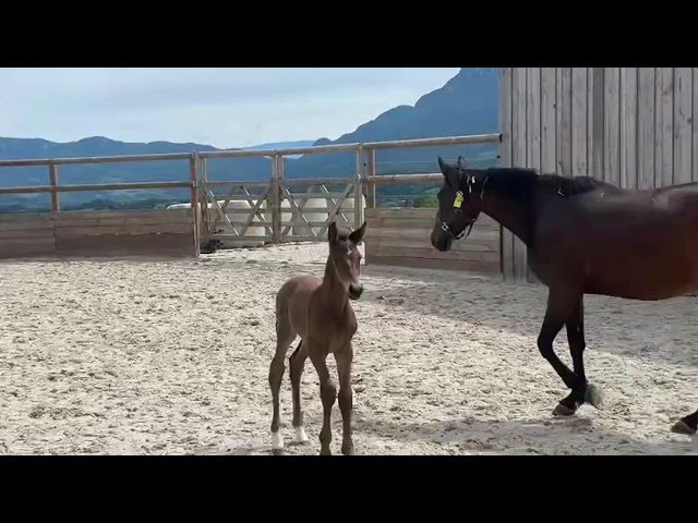 Foal de 2026 - Par United Touch * Raia d'Helby