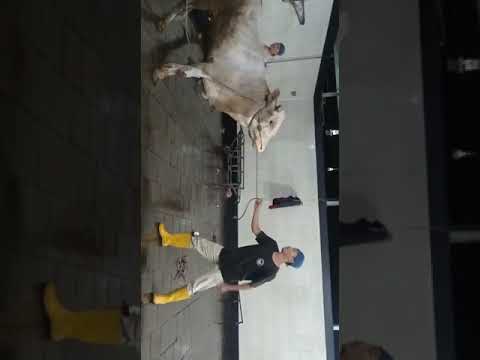 suasana ruang eksejusi #RPH #RUMAHPOTONGHEWAN #JULEHA