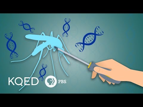 Can Genetically Engineered Mosquitoes Help Fight Disease?
