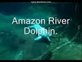 Animals That Begin With A