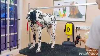 Grooming of a Dalmatian