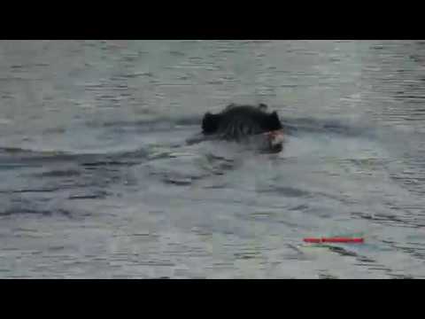 CASTOR ( Castor canadensis ) Beaver