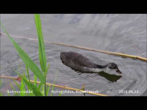 Szárcsa család a Bujtoson (2018.06.23.)
