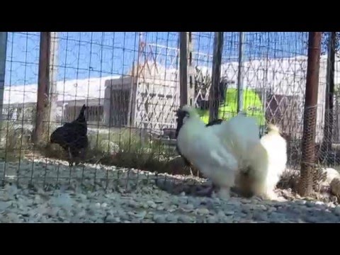 Fattoria il bruco - Moroseta