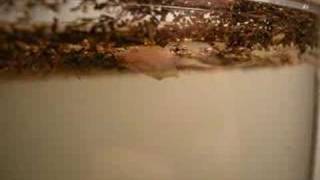 Triops has three eyes!