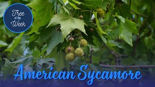 Tree of the Week: American Sycamore