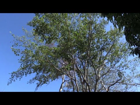 Latin America's 'magic tree' slowly coming back to life