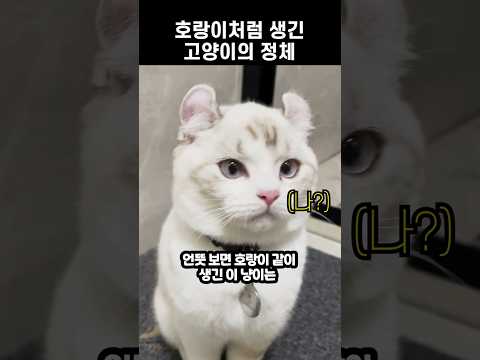 호랑이처럼 생긴 고양이의 정체