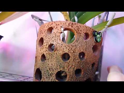 The heatwave is over, grow room, orchids; why I don't give advice!