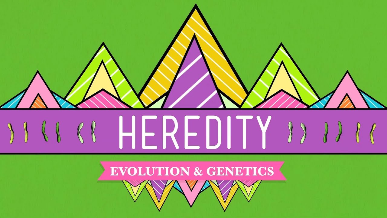 Heredity: Crash Course Biology #9